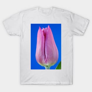 Tulipa  &#39;Blue Beauty&#39;   Triumph Group Tulip T-Shirt